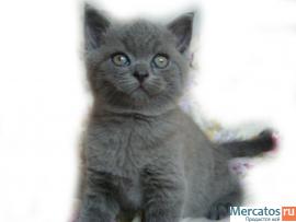 Британский котик