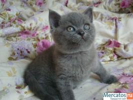 Британский котик 2