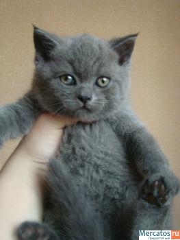 Британский котик 3