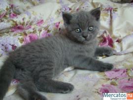 Британский котик 4