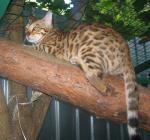 Бенгальские котята-мини леопардики!
