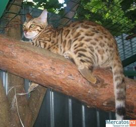 Бенгальские котята-мини леопардики!