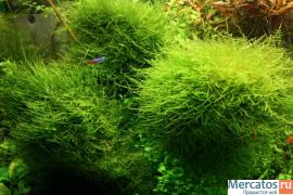 аквариумное растение - яванский мох