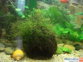 аквариумное растение - яванский мох 2