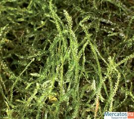 аквариумное растение - яванский мох 3