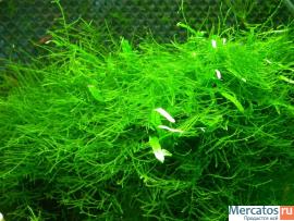 аквариумное растение - яванский мох 4