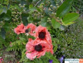 дизайнер, садовник