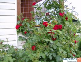 дизайнер, садовник 5