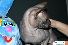 Канадский сфинкс чёрный кот 5.000 2