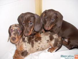 кофейные таксята карликовые.