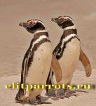 Пингвины из питомников