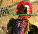 Веерный попугай - птенцы из питомников
