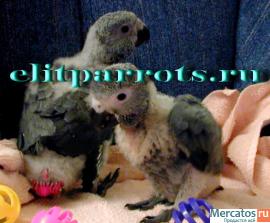 Жако - птенцы из питомников