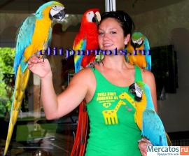 Питомник Элитпопугай - попугаи и др.экзотические птицы