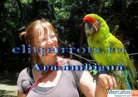 Питомник Элитпопугай - попугаи и др.экзотические птицы 3