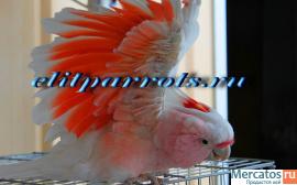 Питомник Элитпопугай - попугаи и др.экзотические птицы 4