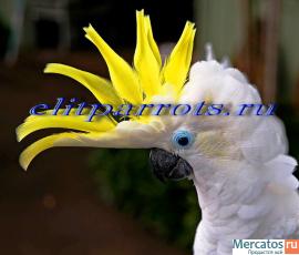 Питомник Элитпопугай - попугаи и др.экзотические птицы 5
