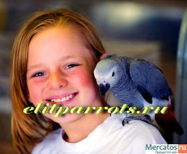 Питомник Элитпопугай - попугаи и др.экзотические птицы 6