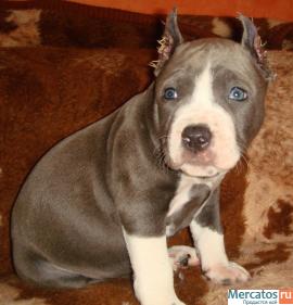 Американский стаффордширский терьер