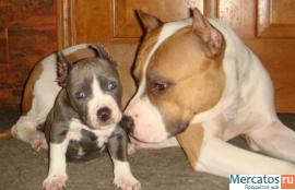 Американский стаффордширский терьер 2