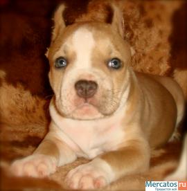 Американский стаффордширский терьер 3