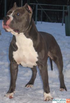 Американский стаффордширский терьер 4