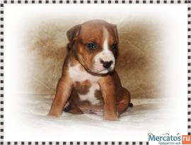 Американский стаффордширский терьер 5