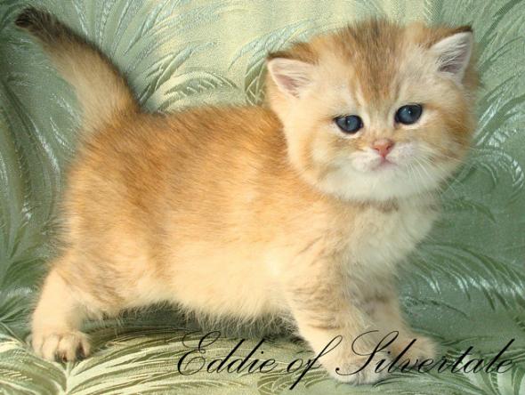 Элитные британские котят окраса серебристая и золотая шиншилла.