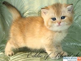 Элитные британские котят окраса серебристая и золотая шиншилла.