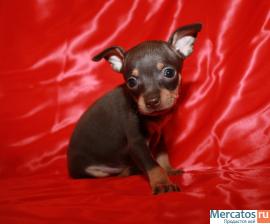 Продам щенков той-терьера