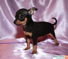 Продам щенков той-терьера 2