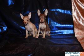 Продам щенков той-терьера 3