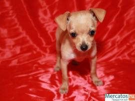 Продам щенков той-терьера 4