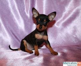 Продам щенков той-терьера 5