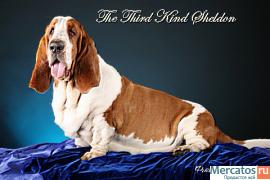 Бассет Хаунда девочка-щенок