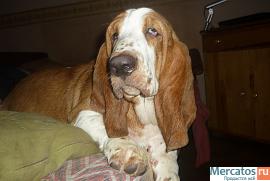 Бассет Хаунда девочка-щенок 2