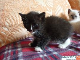 Котята в подарок 2