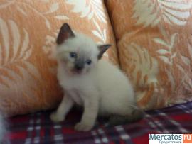 Котята в подарок 3