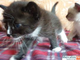 Котята в подарок 4