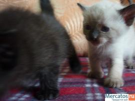 Котята в подарок 5