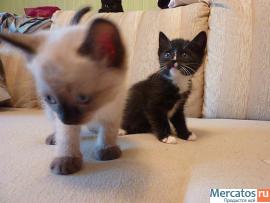 Котята в подарок 6