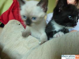 Котята в подарок