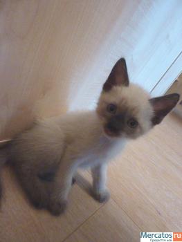 Котята в подарок 7