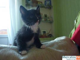 Котята в подарок 8