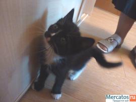 Котята в подарок 9