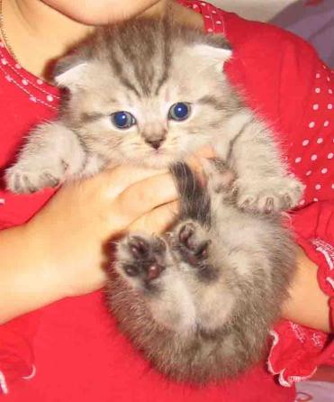 Британские и шотландские котики!!!