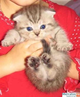 Британские и шотландские котики!!!