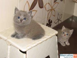 Британские и шотландские котики!!! 2