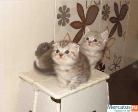 Британские и шотландские котики!!! 3