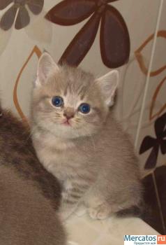 Британские и шотландские котики!!! 4